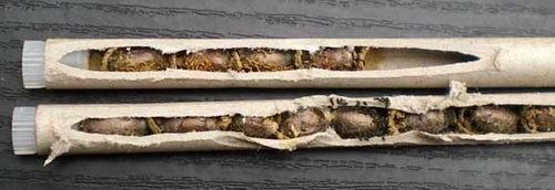 Papp-Niströhrchen mit Kokons der Roten Mauerbiene
