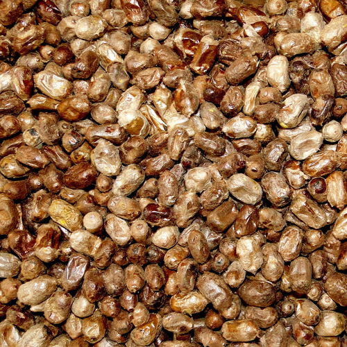 Small population of the horned mason bee (Osmia cornuta), 100 cocoons