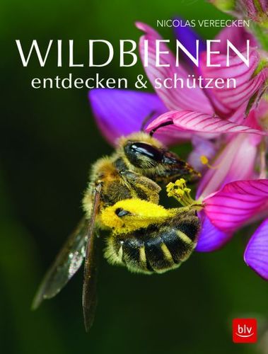 Wildbienen entdecken &amp; schützen