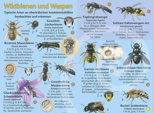 Bestimmflyer: Wildbienen und Wespen